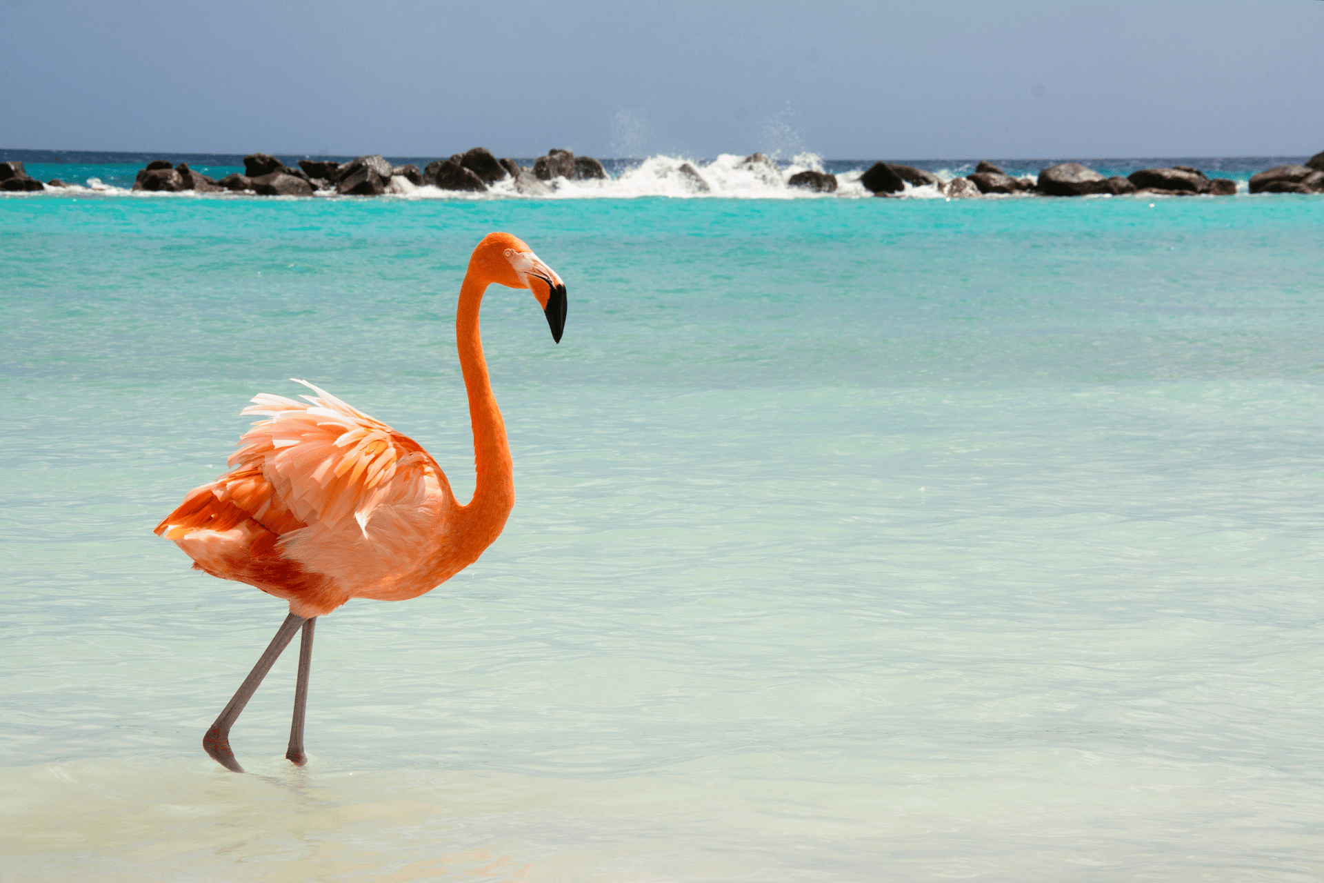 A flamingo on the beach of Aruba