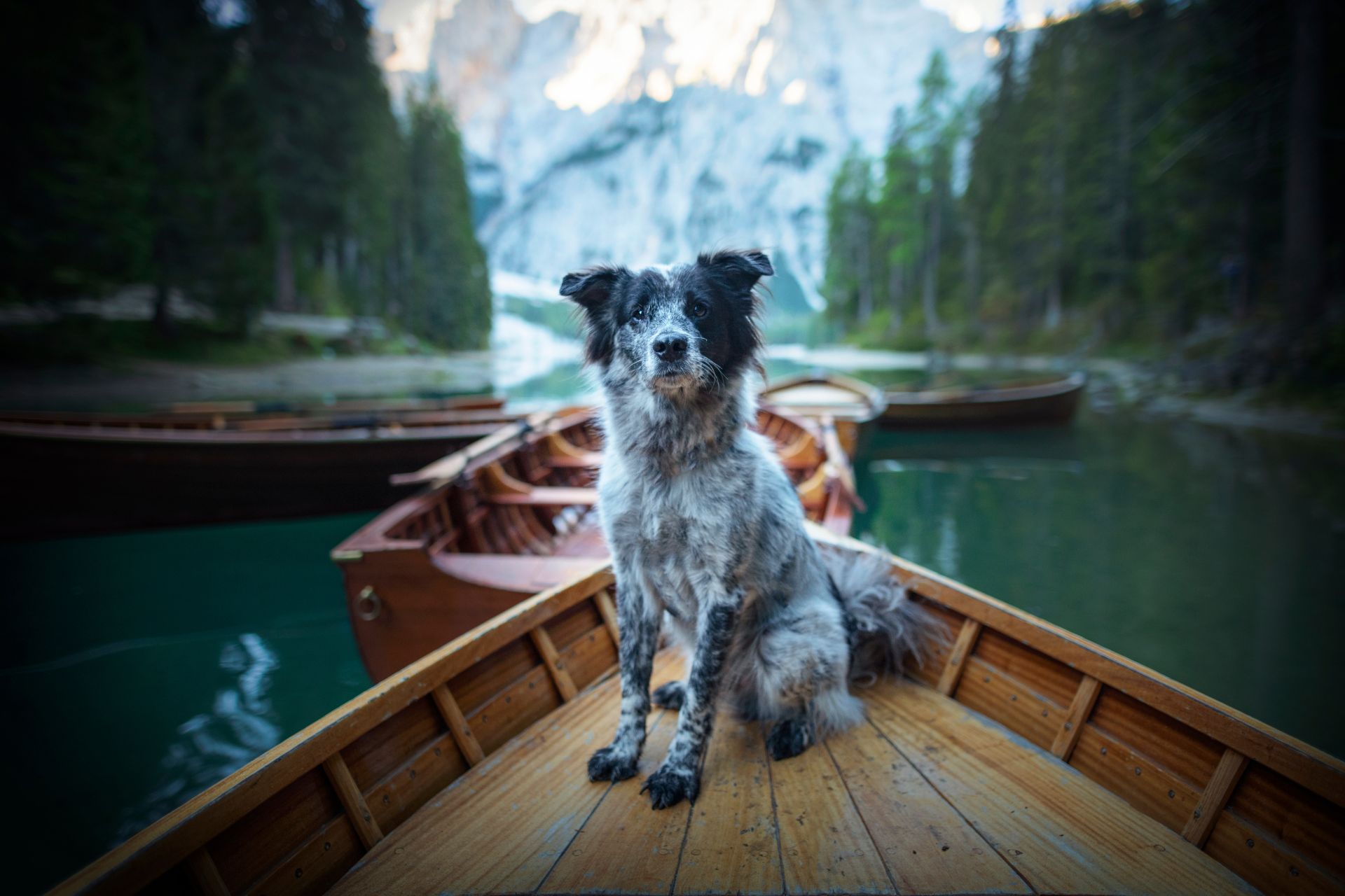 Dog in a boat. Adventures with dog