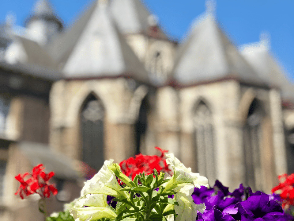 Sweet red, purple and white flowers of Ghent. Gothic towers are blurred in the background. 