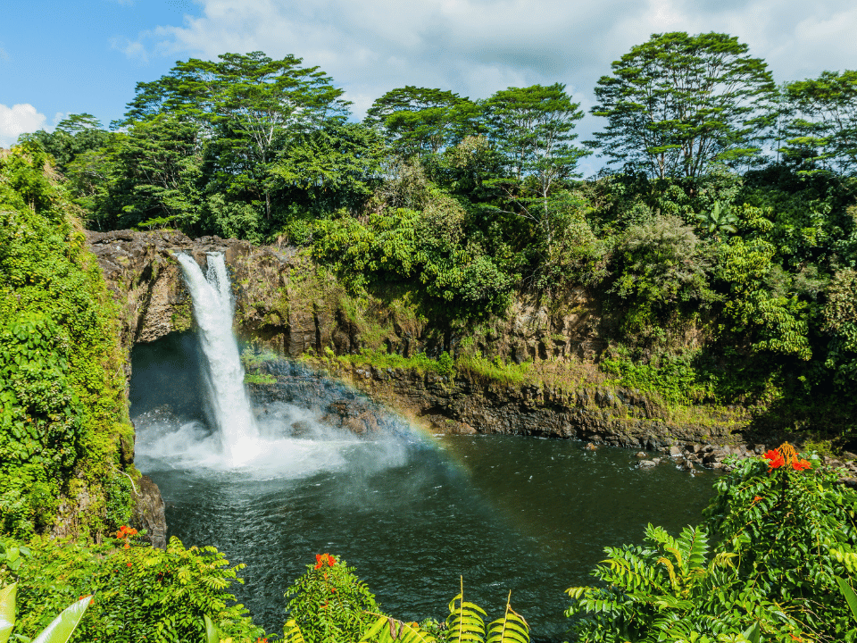 A rainforest in Hawaii