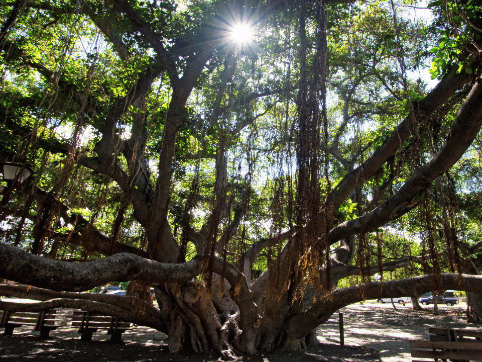 The massive, century-old Banyan Tree that fills  Lahaina's Courthouse Square.
