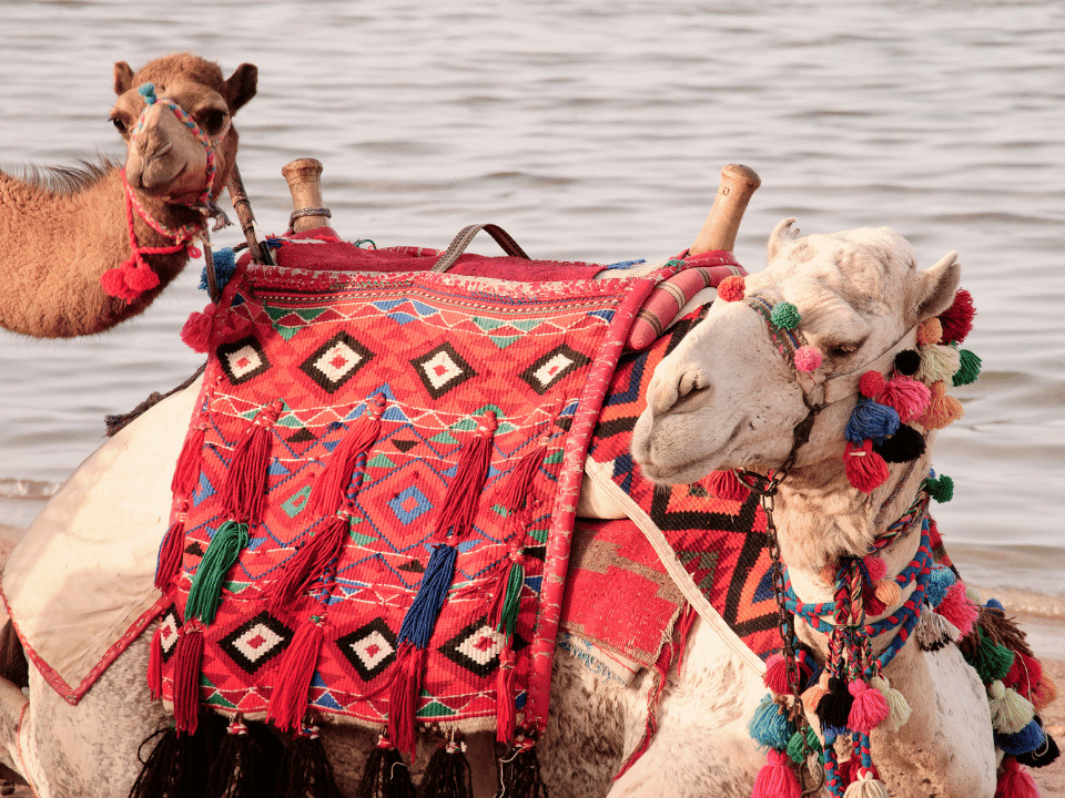 Camel in Lanzarote sitting resting with red tapestry saddles
