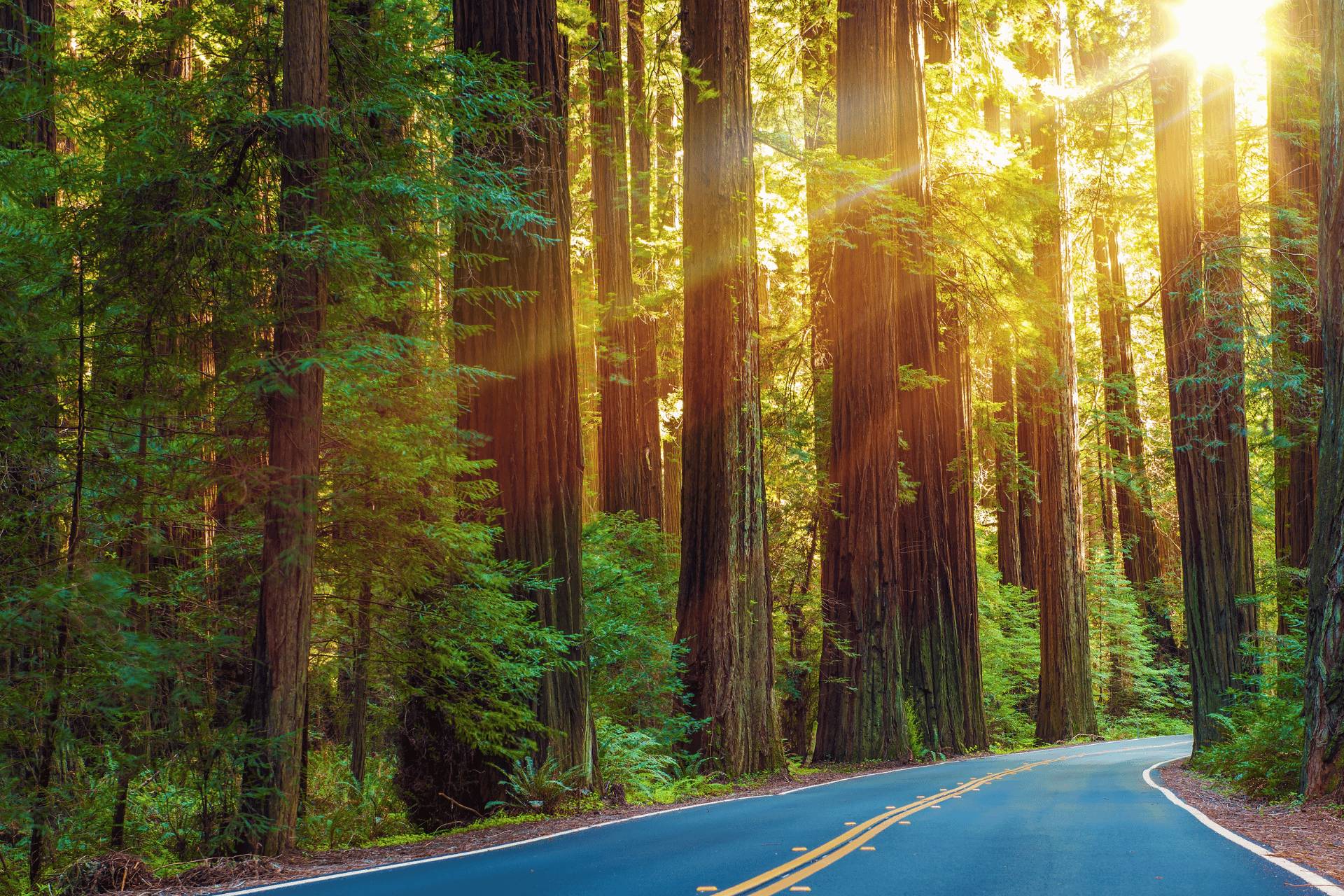 The Redwood national park in California