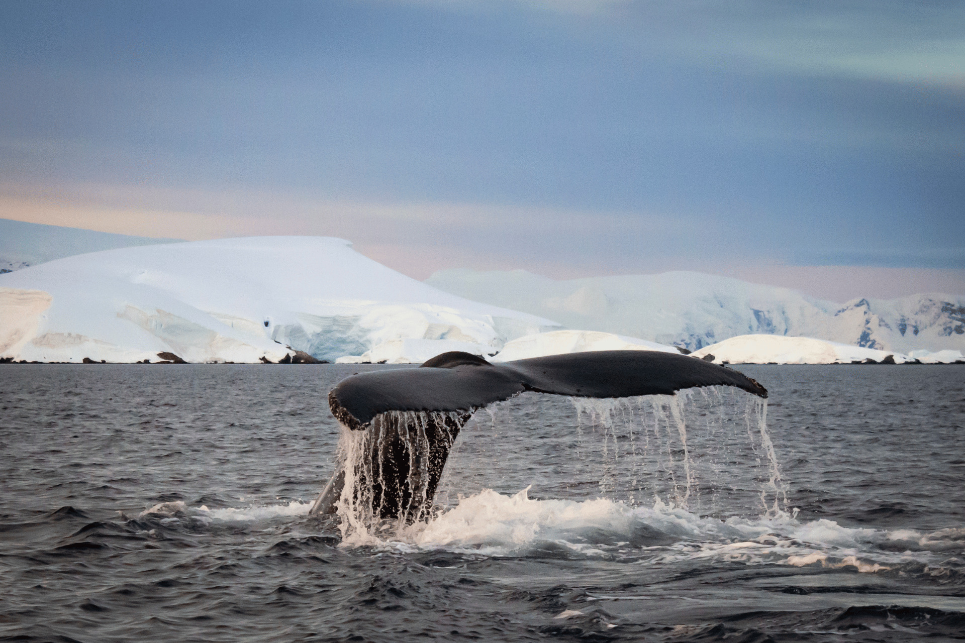 The tail of a humpback whale in Antarctica