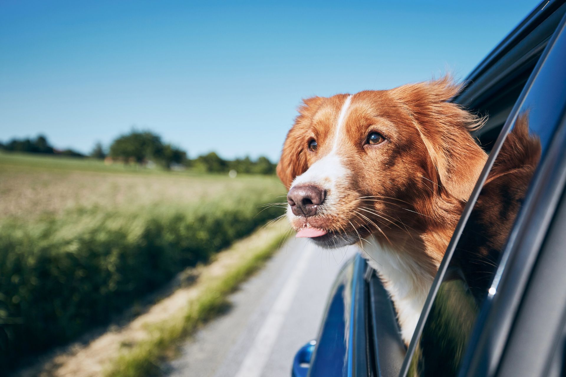 Spaniel with head out of the car window. ©Getty Images
