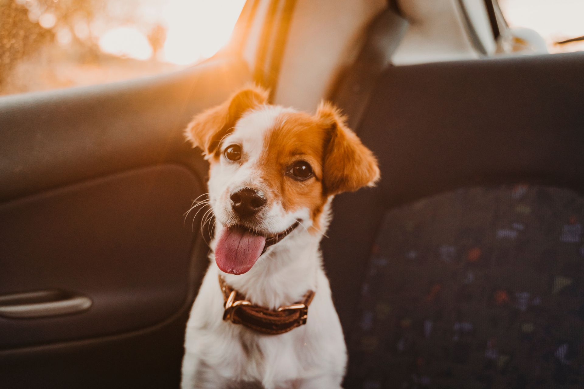 Jack Russell Dog in a Car