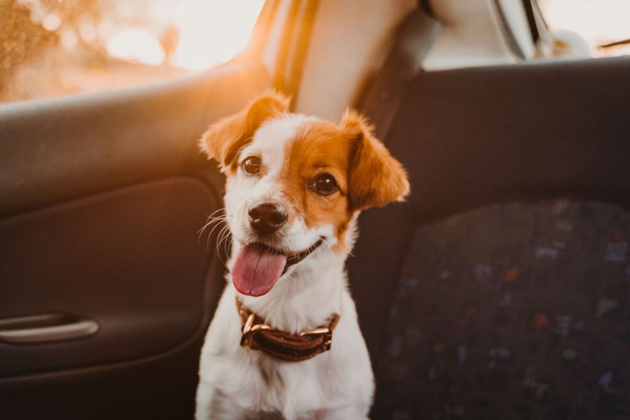 ​Traveling With Your Dog: A Guide to Safe and Enjoyable Journeys​