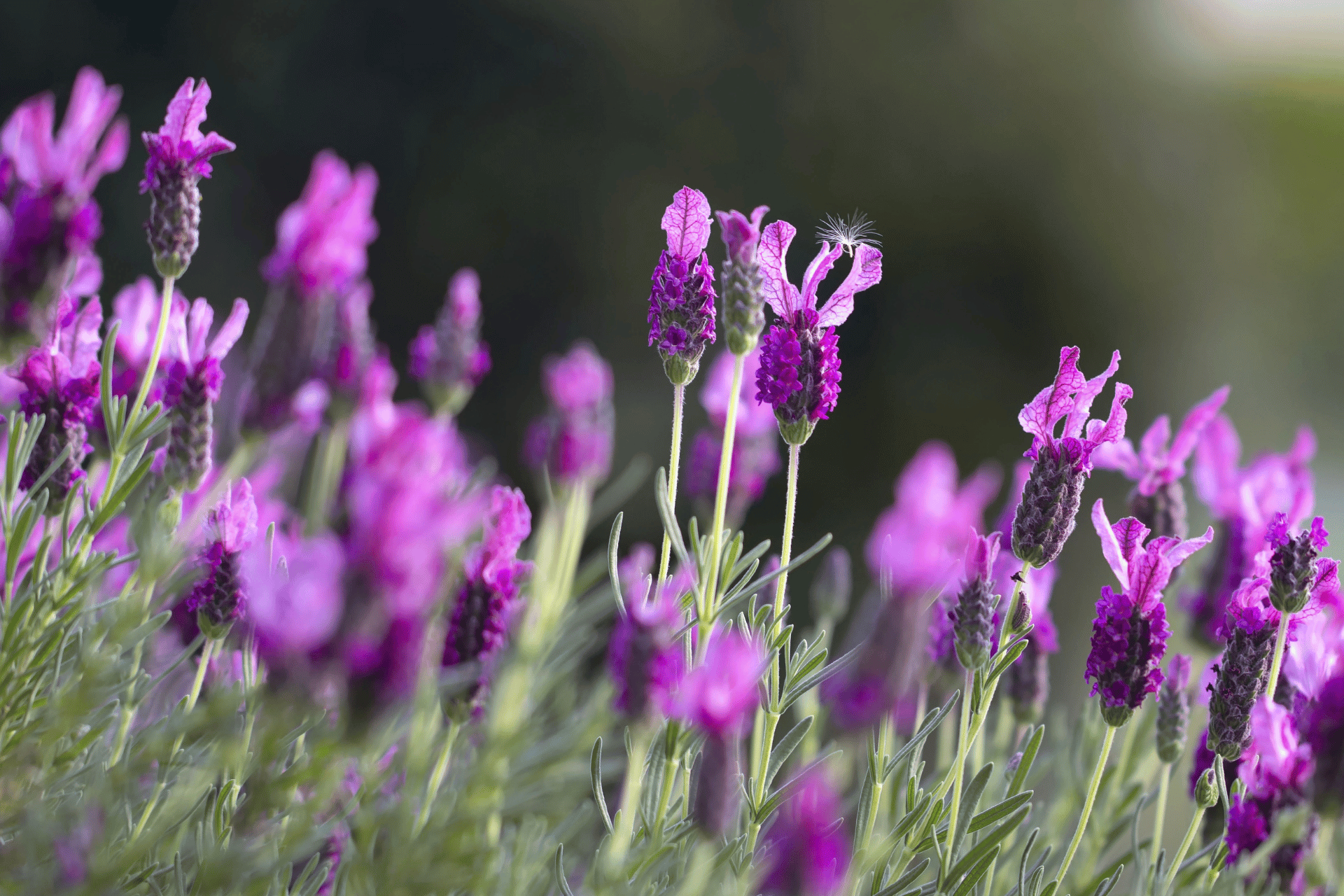 Lavender Flowers in the Field, RHS Garden Harlow Carr