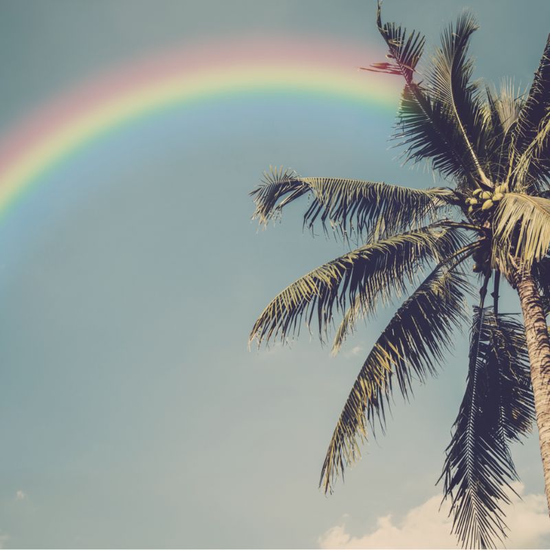 Coconut tree with rainbow. Retro filter