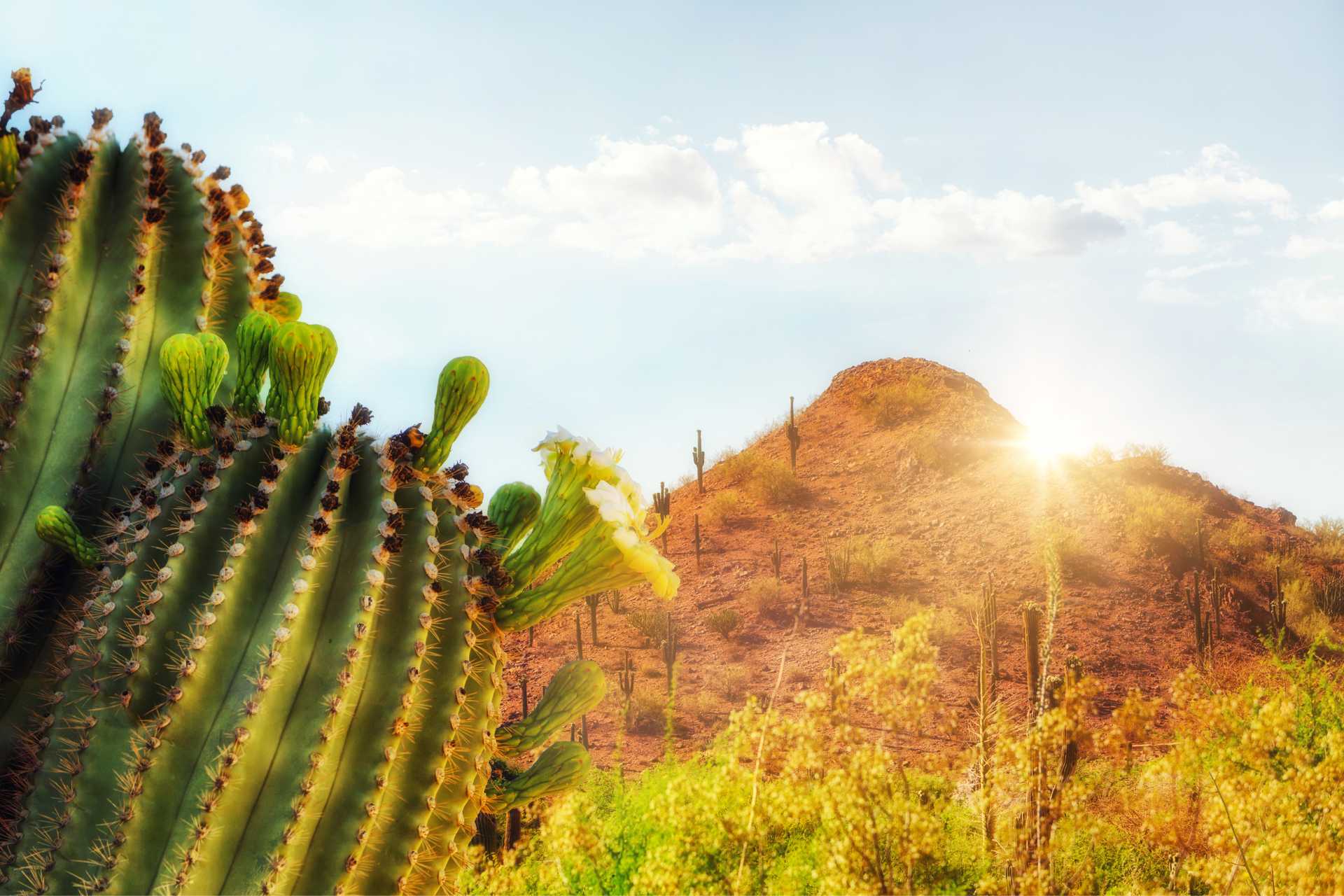 Arizona Desert Scene with Mountain and Cactus