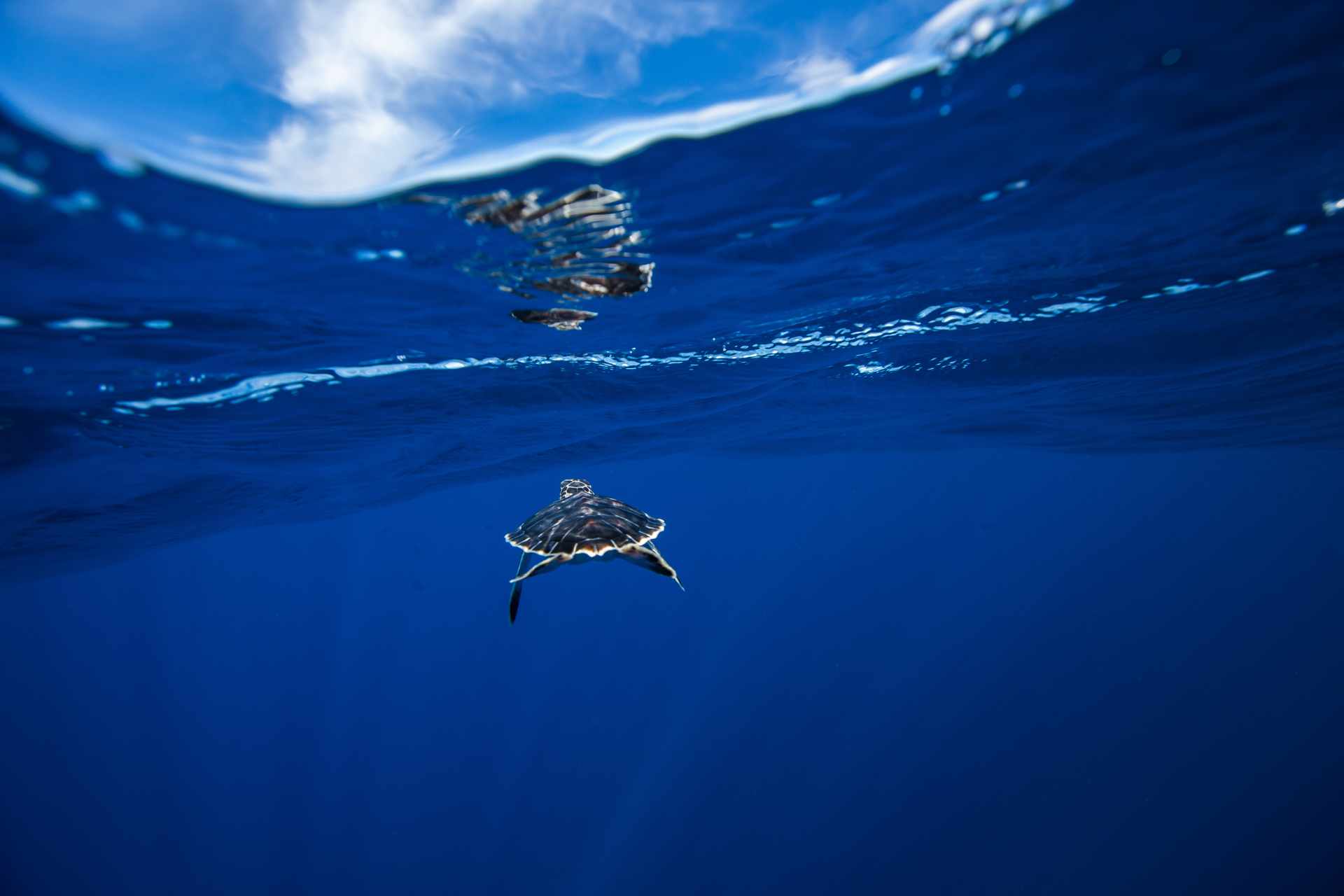Baby sea turtle on blue ©Getty Images