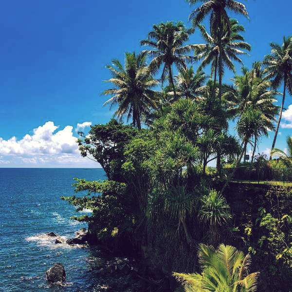 Palm trees on Big Island-Hawaii