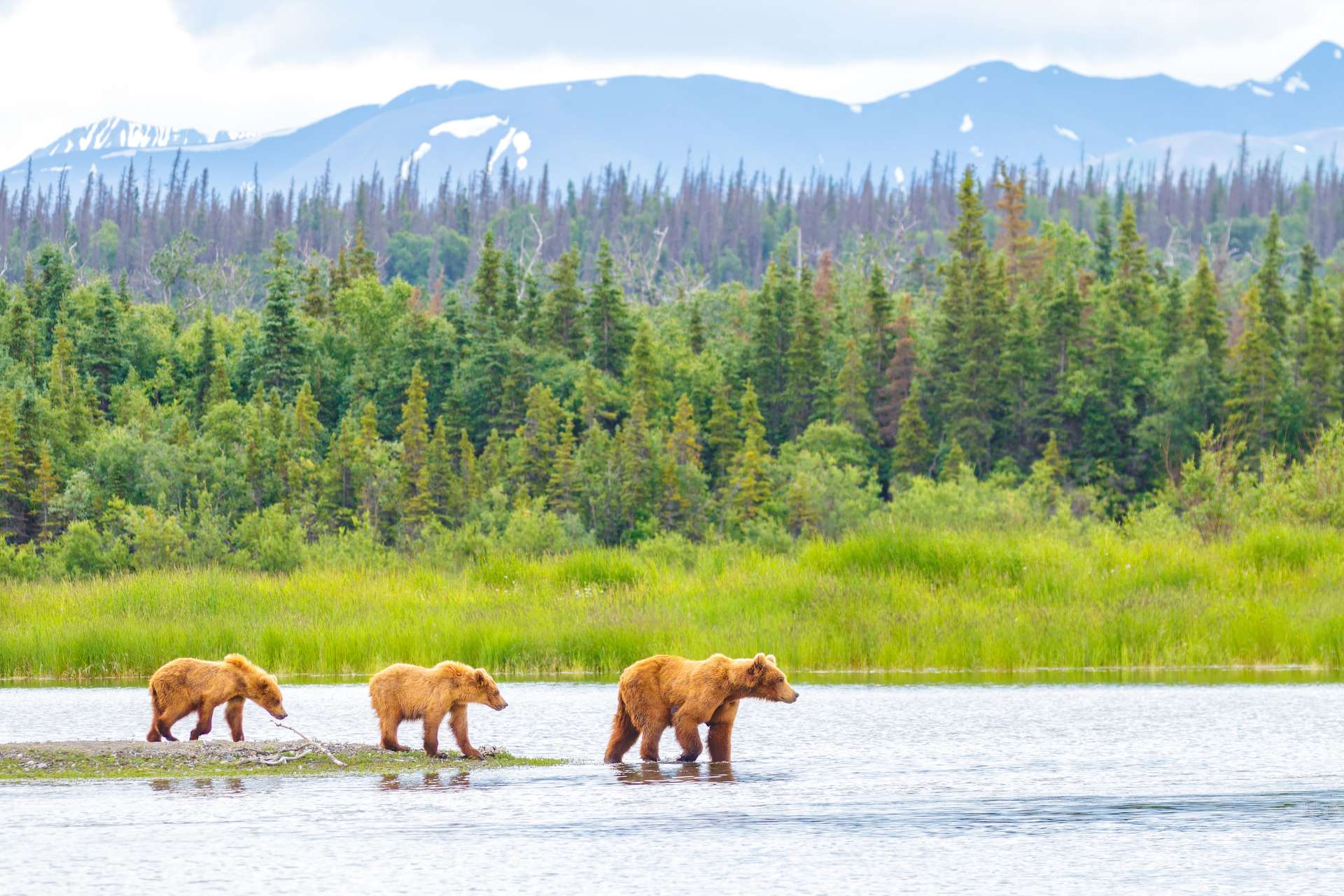 Brown Bear and Two Cubs against a Forest and Mountain Backdrop at Katmai National Park, Alaska ©Getty Images