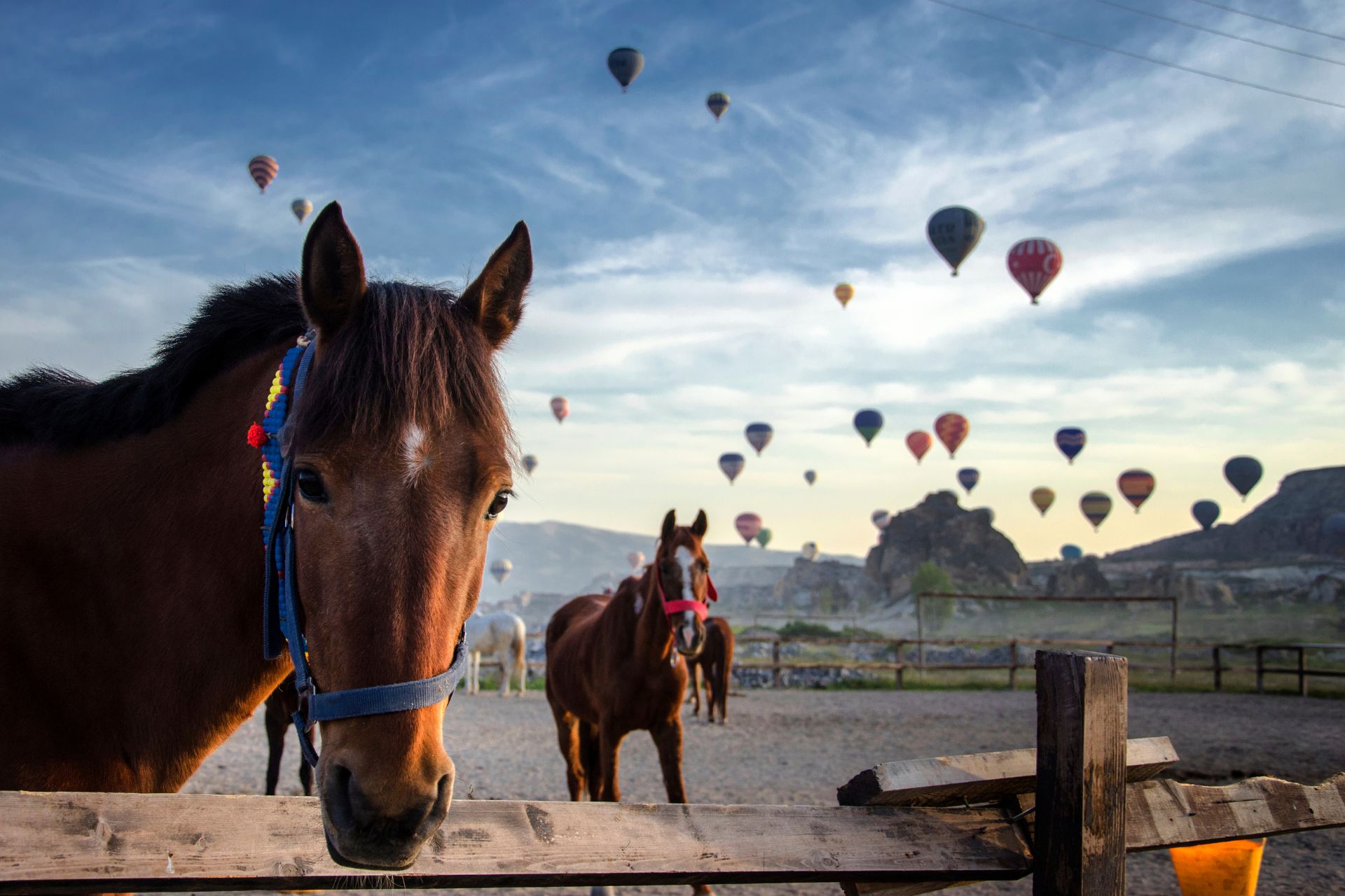 Brown colored horse looking at the camera with the balloon background in Cappadocia, Turkey. ©Getty Images