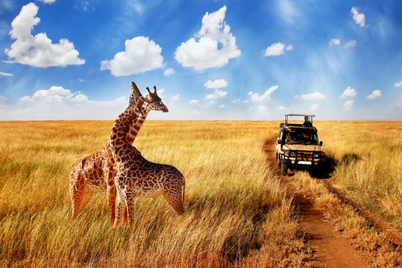 Accessible Safaris in Tanzania