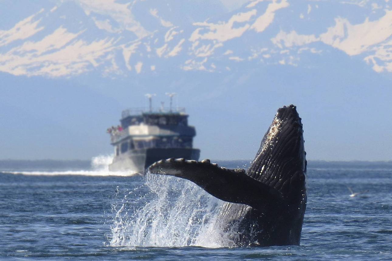 Whale Watching at Icy Strait Point