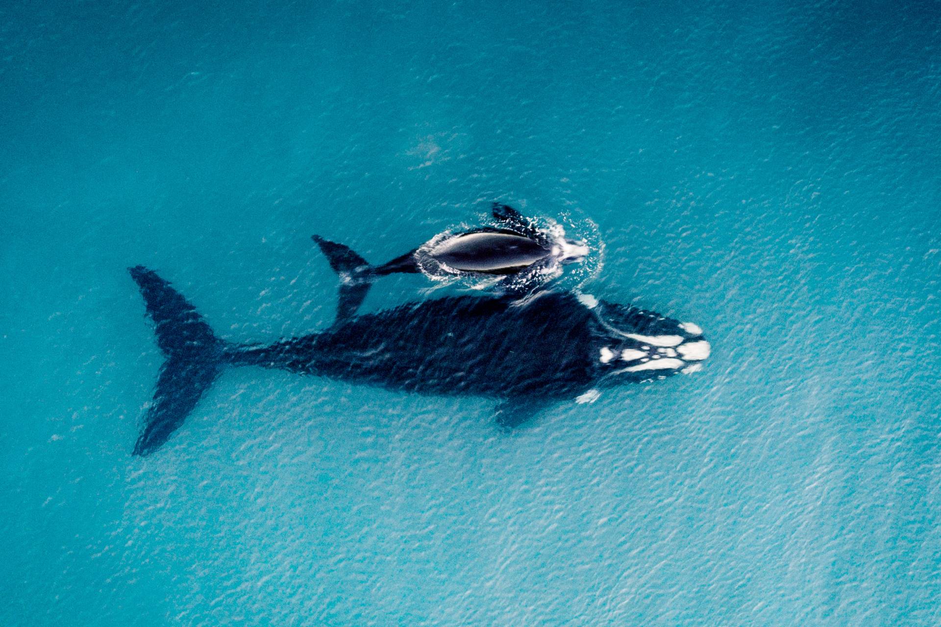 Mother and Calf Whale Swimming in the Ocean