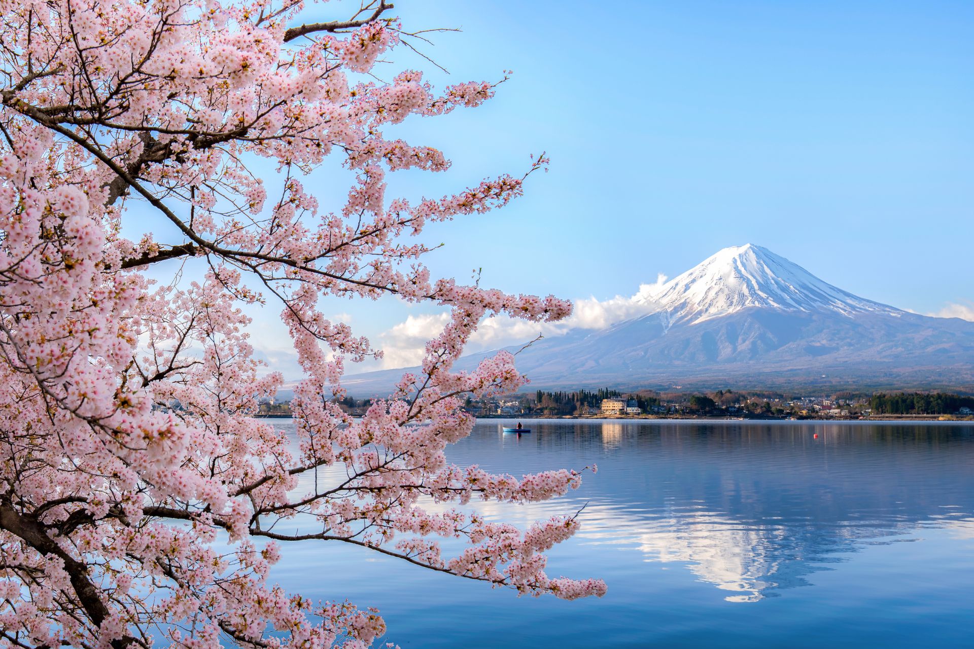 Mount fuji at Lake kawaguchiko with cherry blossom in Yamanashi near Tokyo, Japan by Phattana from Getty Images Pro