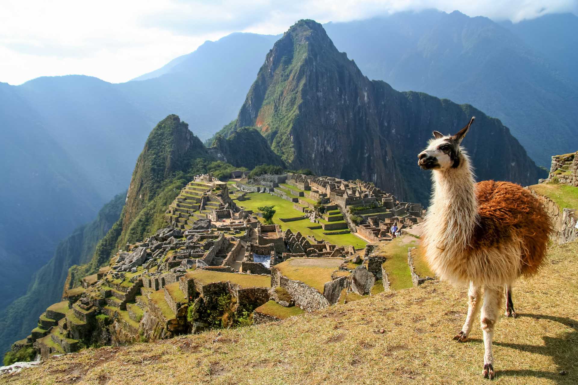 A Llama in front of ancient Inca town ©Getty Images