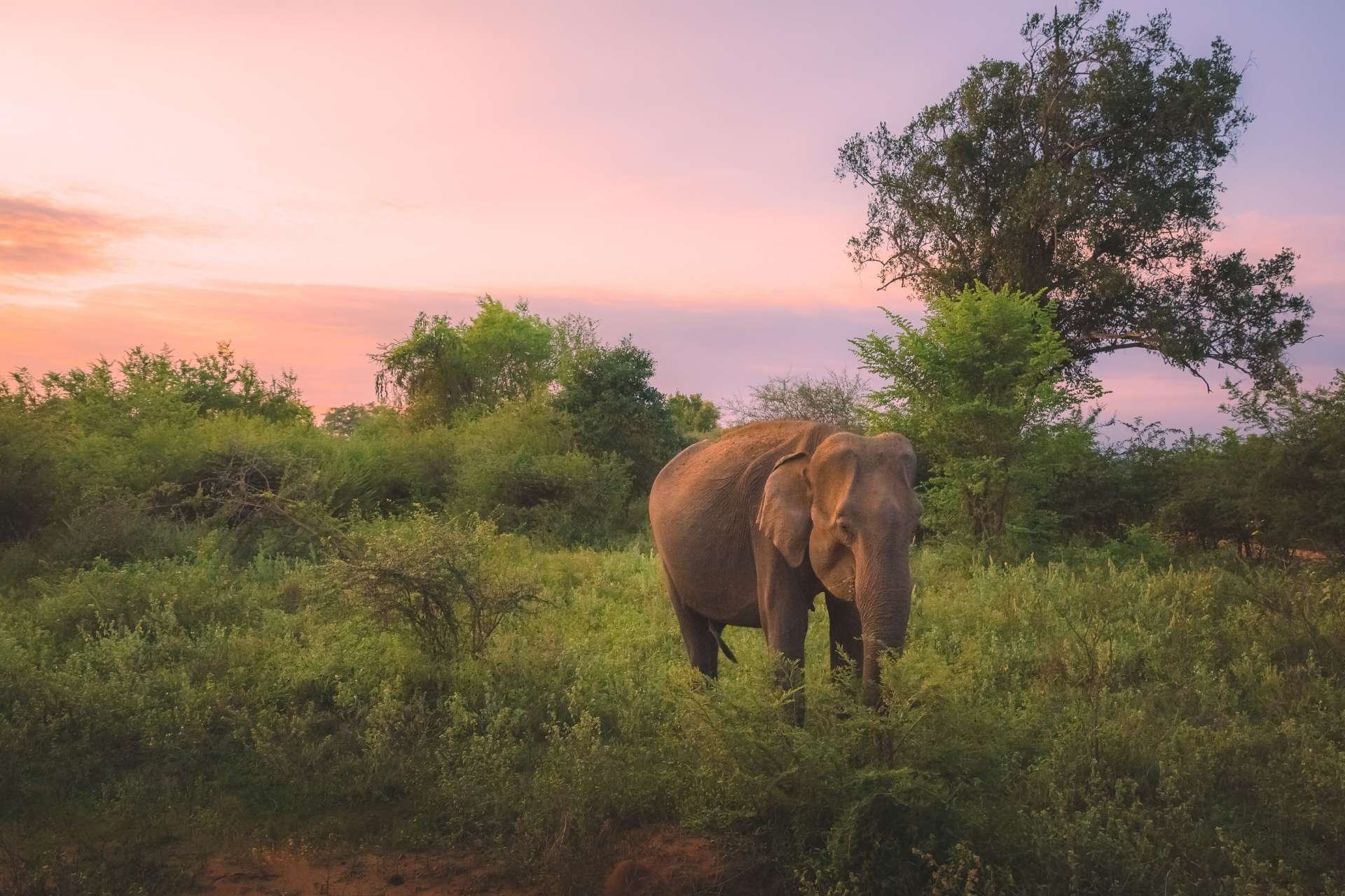 Sri Lankan Elephant, Sri Lanka ©Getty Images