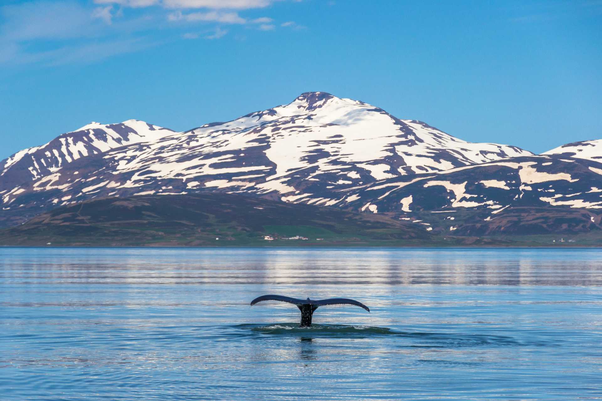 Whale tail submerging in the Eyjafjordur Fjord ©Getty Images