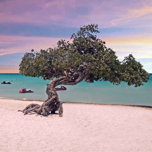 Divi divi trees on Eagle beach at Aruba island at sunset ©Getty Images