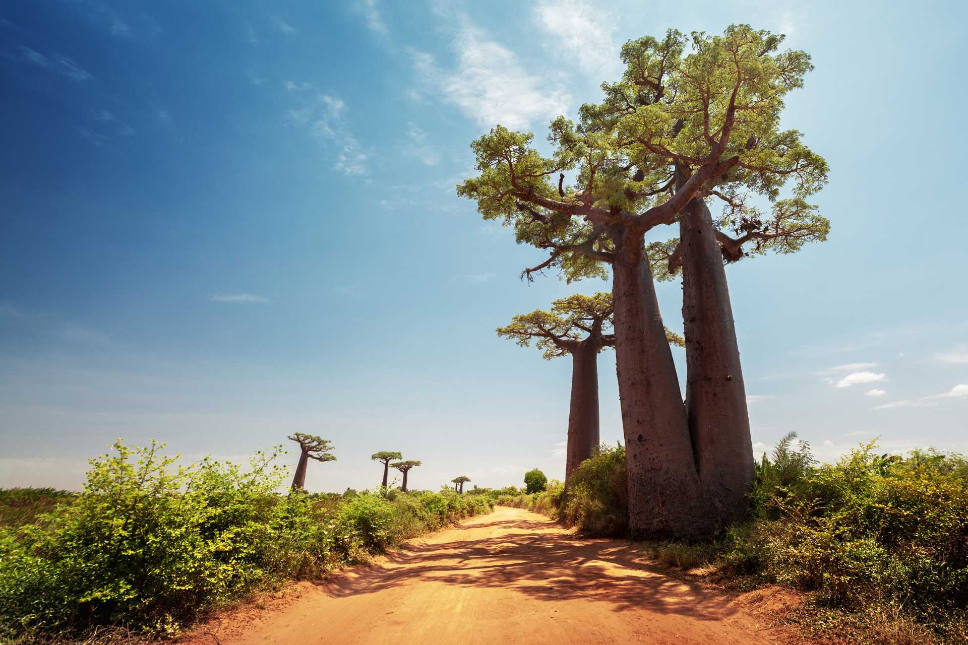 Madagascar. Baobab trees