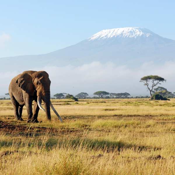 African Elephant with large ivory tusks, snowcapped Mount Kilimanjaro ©Getty Images