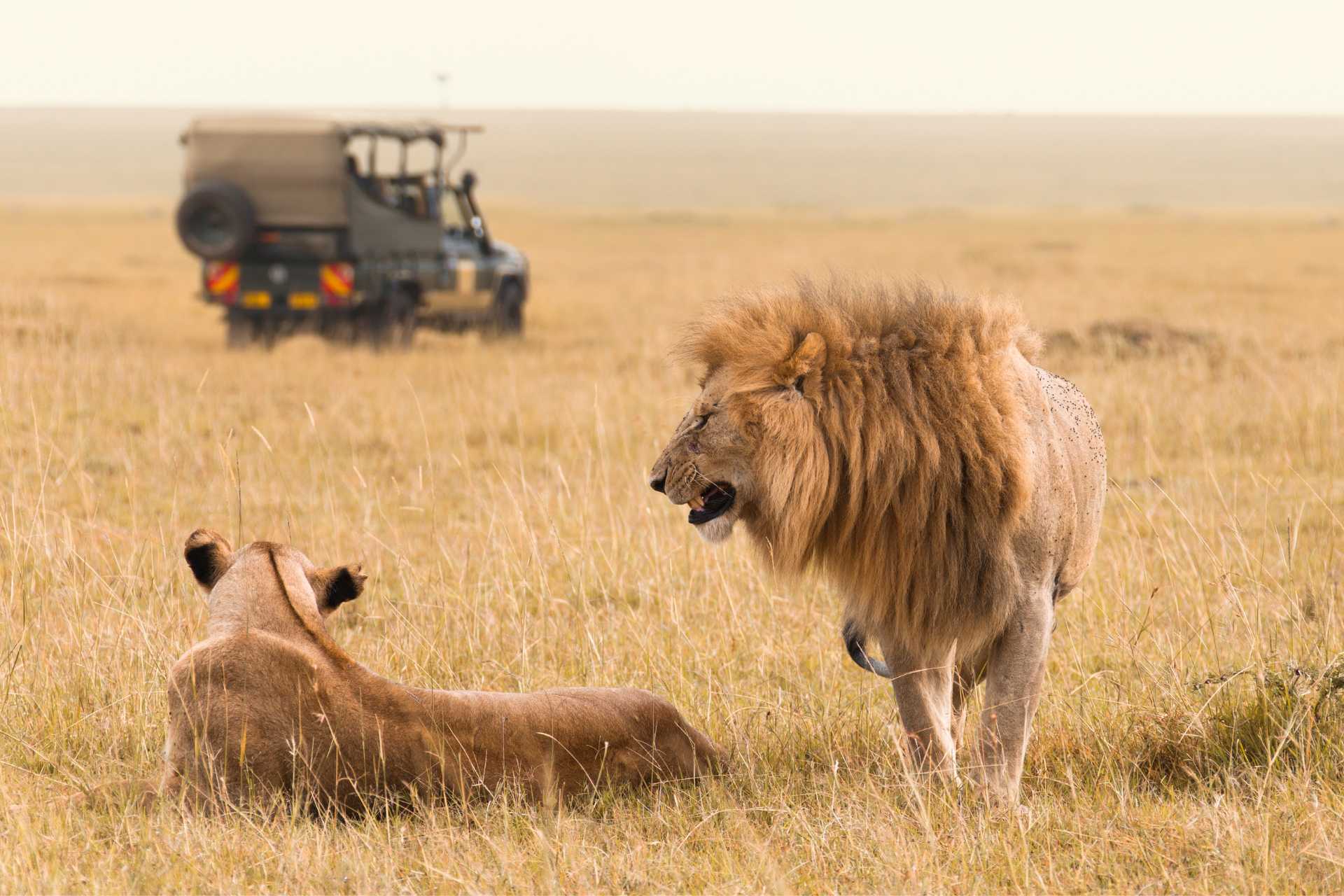 African lion couple and safari jeep ©Getty Images