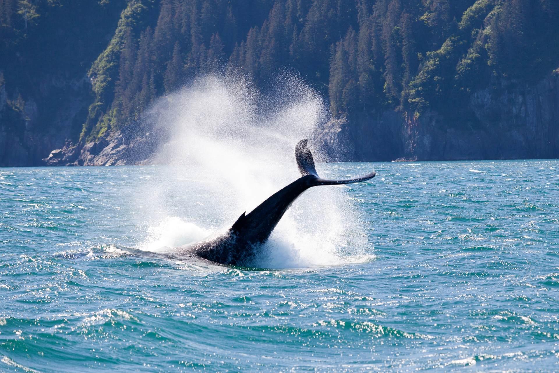 Whale Breaching in Seward Alaska ©Getty Images