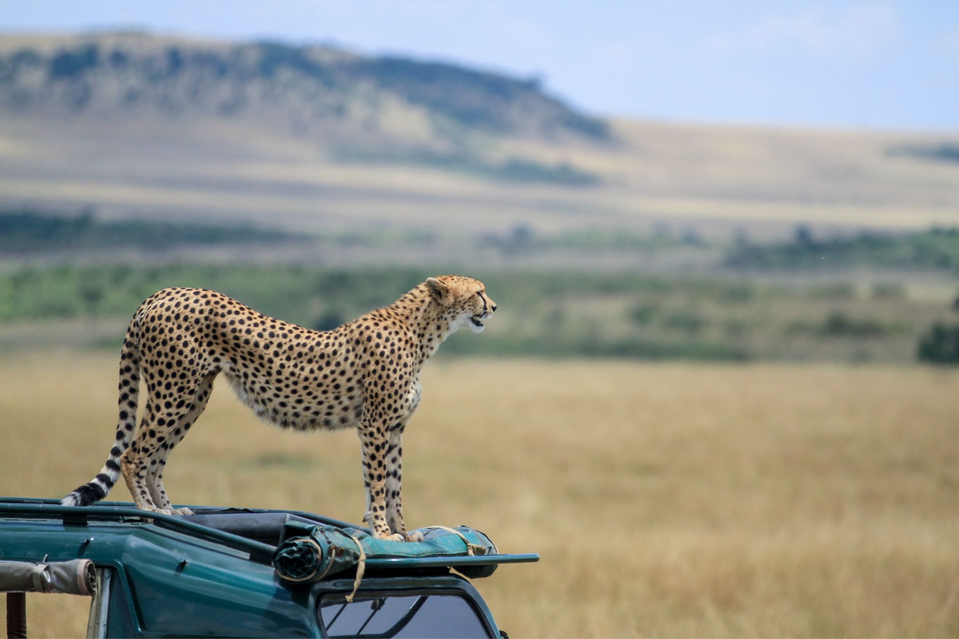 Cheetahs from Maasai Mara